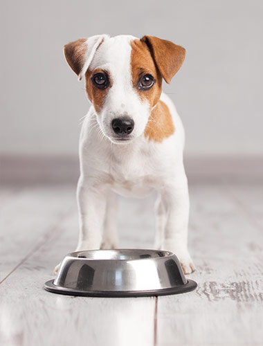 Günstiger Tierbedarf