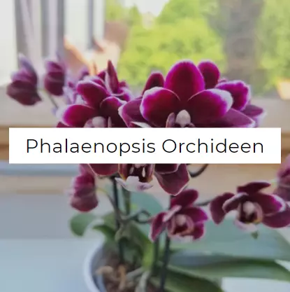 Orchideen Klusmann Phalaenopsis